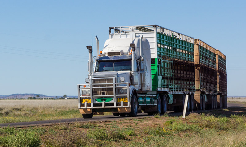 truck transporting live animals